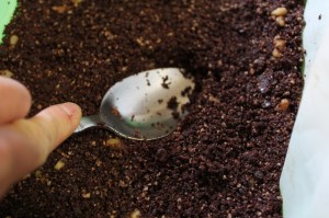 expressowalnutbrownie8